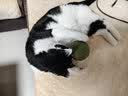 HELLOJOY猫咪10CM超大猫薄荷球玩具猫草自嗨解闷神器磨牙棒洁齿逗猫木天蓼 实拍图