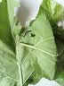 蚕菇凉 新鲜桑叶【当天发货】现摘嫩桑叶大小蚕宝宝食物纯叶片农家自种 桑叶200克【买2送1】 实拍图