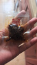 蜀道香脆灯影牛肉丝 香辣味400g 量贩装 特产 肉干肉脯 辣味办公室零食 实拍图