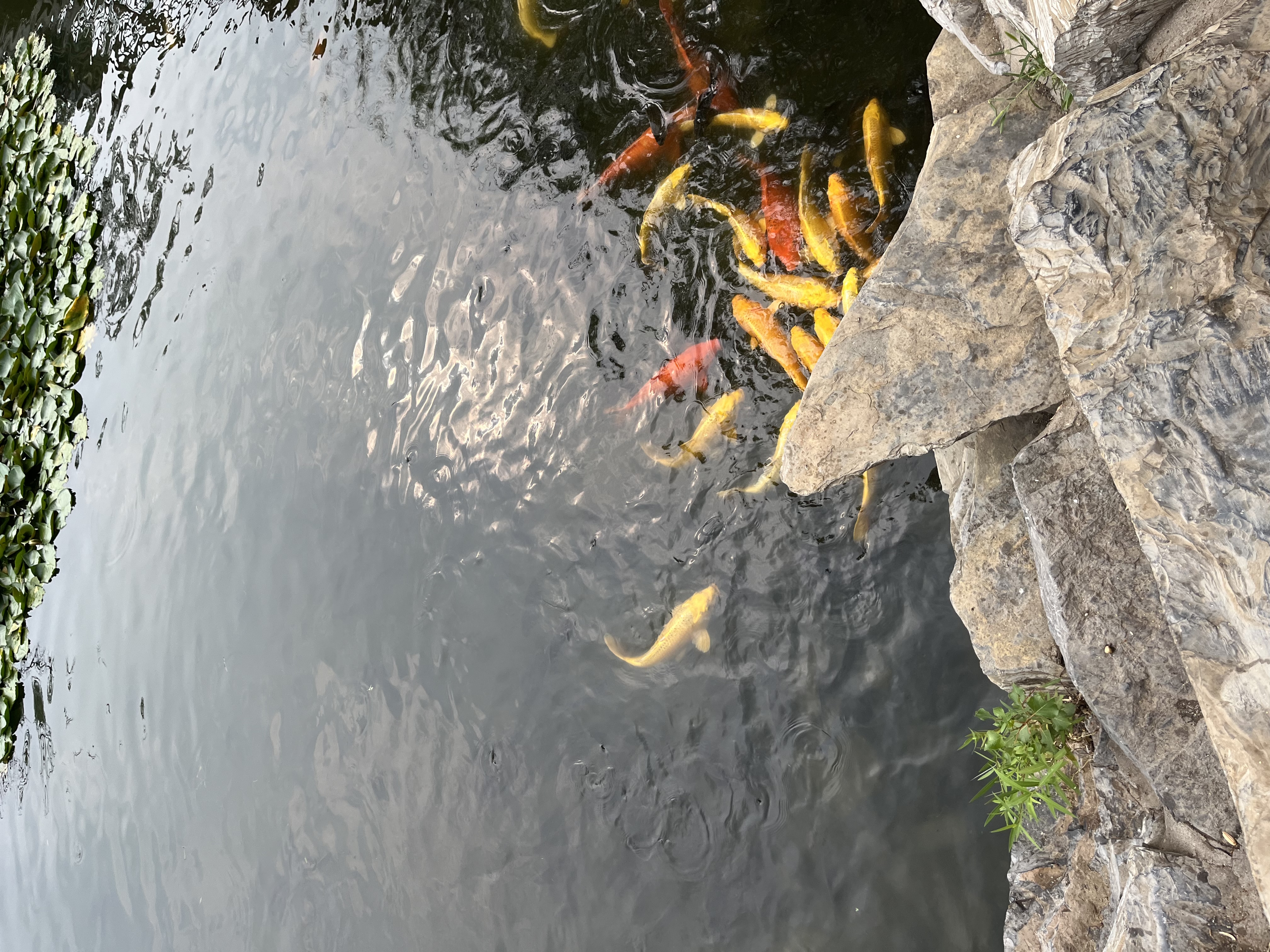 花花公子冰丝内裤男士内裤男生10A级抗菌无痕透气大码平角裤衩春夏 实拍图