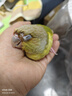 开元鹦鹉奶粉 升级版鸟粮小鸟手养鹦鹉雏鸟饲料营养乳粉幼鸟食 实拍图