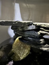 派乐特 鱼缸造景骨架胶水族沉木鸡翅木莫斯树根水草鹅卵石头粘结50g 实拍图