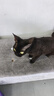 HELLOJOY猫抓板猫爬架一体耐磨不掉屑剑麻抓柱耐抓逗猫棒猫咪玩具自嗨解闷 实拍图