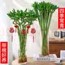 花行榜水培植物富贵竹转运竹子室内客厅招财绿植花卉盆栽节节高源头直发 实拍图