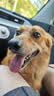 豆柴（docile）冻干三拼成犬狗粮添加有益菌蛋黄鸡肉鸭肉粒通用无谷粮10kg/20斤 实拍图