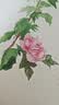 经典全集《水彩花卉》入门教程书籍临摹画册零基础教材到精通自必学课水彩的诀窍一本就够古风手绘初学者成人 晒单实拍图
