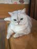 网易严选猫用薄荷饼干宠物幼猫成猫猫咪零食饼干薄荷味 95克 实拍图