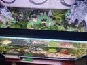 坤宁王金晶超白玻璃鱼缸60造景裸缸客厅桌面溪流缸一体缸水族箱60*30*35 实拍图
