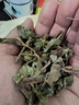 南同四海南京同仁堂鱼腥草泡水喝鱼腥草茶搭新鲜鱼腥草中药材干货折耳根 实拍图