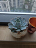 史丹利泥炭土营养土养花通用型专用育苗进口整包土壤种植土花土5斤 实拍图