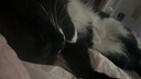 皇家猫粮 英短成猫粮 BS34 通用粮 12月以上 2KG 实拍图