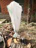杏树树苗嫁接特大帝王杏子早熟果树盆栽南方北方种植耐寒当年结果 帝王杏 6年苗【当年结果壮苗】 实拍图