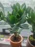 迩英阁大叶玉树老桩盆栽多肉植物燕子掌室内防辐射四季好养绿植净 玉树3年苗两棵【好养】 原土（不含盆）15-25CM不等 实拍图