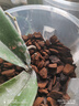 史丹利椰糠砖650g*3 椰土砖椰砖营养土脱盐花土耶砖种菜通用型 实拍图