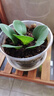 爱丽思（IRIS） 花盆托底托深托树脂托盘中深型圆形塑料花盆底座加厚花盆托盘 深托5号-米色 实拍图