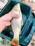 川泽轻口小碎目鲫鱼漂高灵敏纳米浮漂醒目浮标顿口防风浪抗走水鲤鱼漂 CA01-5细尾大鲫大鲤吃铅2.2克 实拍图