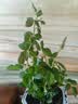果汁阳台月季花苗四季开花卉盆栽绿植物室内花易活玫瑰带花苞庭院 蓝色阴雨【大花浓香，月月开分枝多】 【带花苞】【盆口径15cm】原盆冠25高35 实拍图