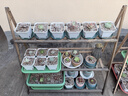 史丹利绿植营养肥料盆栽植物通用型室内有机家庭绿叶观叶型复合肥500g 实拍图