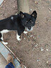 雷米高（RAMICAL） 成犬幼犬全价犬粮泰迪金毛拉布拉多柯基比熊澳宝犬粮18kg 36斤 实拍图