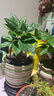 发财树盆栽鲜花绿植物办公室内吸甲醛绿萝文竹水培易养摆件盆景 【粗2-3cm】单杆发财树【原盆】 实拍图