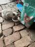 凯锐思猫粮银爪P28全价鲜肉冻干双拼猫粮亲和护肠胃成猫粮4斤 实拍图