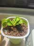 捕蝇草盆栽猪笼草食虫植物夏季驱蚊食虫捕虫室内趣味绿植 美人齿 捕蝇草大苗 赠吸水盆栽好发货 实拍图