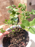 林之言蓝莓专用营养土轻质有机泥炭土通用花土阳台果树种植盆栽基质土壤 酸性配方 蓝莓专用土 30L/1袋 实拍图