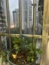 绿园匠花卉爬藤架植物防倒伏支撑杆玻纤固定盆栽护花叶花支架48厘米10支 实拍图