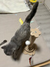 HELLOJOY猫抓柱剑麻猫抓板猫玩具耐抓耐磨不掉屑猫爬架立式自嗨解闷用品 实拍图