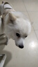 Orijen渴望狗粮 六种鱼 成犬全价鱼肉美毛进口犬粮11.4kg*2包效期26/12 实拍图