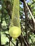 花沃里驱蛇丸12粒园林庭院驱蛇粉户外驱蛇颗粒驱害虫蜈蚣蝎子驱蛇器 实拍图