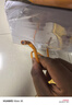 秋叶原（CHOSEAL）六类千兆网线 CAT6类非屏蔽纯铜线芯 工程家装安防监控布线装修原装箱线 橙色 305米 QS2636CT305 实拍图