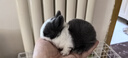 派乐特 兔子木粒小宠物兔笼垫料吸水龙猫荷兰猪仓鼠砂吸尿木屑用品2.5kg 实拍图