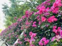 富士（FUJIFILM）GF45-100mmF4 R LM OIS WR 中画幅标准变焦镜头 G卡口 实拍图