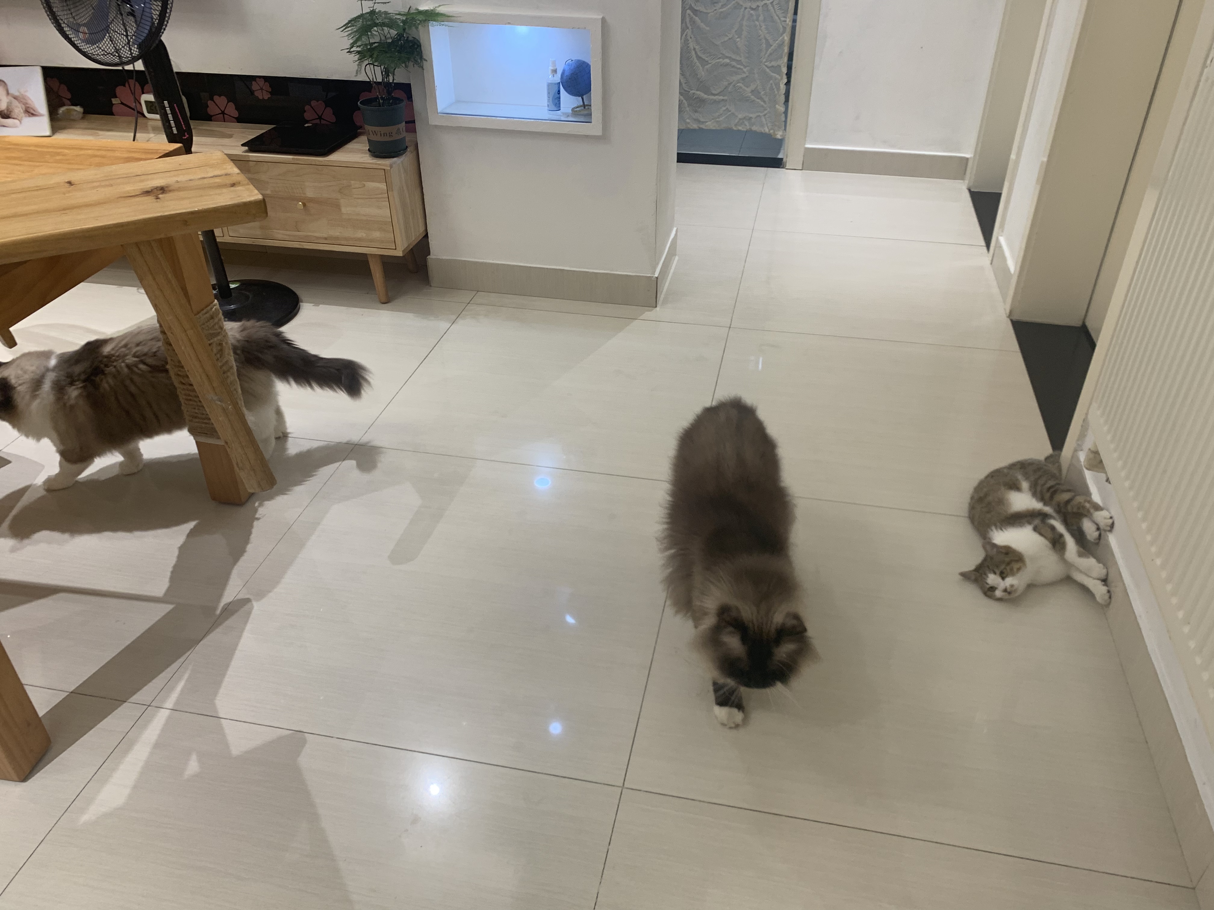 玫斯无谷物生鲜注浆全价升级款猫粮幼成猫全年龄段通用猫粮pro 10kg 实拍图