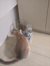 licheers狗狗饮水器悬挂式宠物自动喂食器狗笼子喝水器猫咪饮水机喝水食盘 实拍图