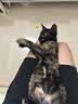 卫仕（NOURSE）猫多维魔方冻干猫咪日常所需复合维生素营养乳铁蛋白高免营养片 基础款猫多维240片*2瓶 实拍图