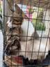 宠乐乖（CHONGLEGUAI）狗笼猫笼狗笼子中小型犬带厕所幼犬折叠便携猫笼子猫咪兔笼700ZG 实拍图