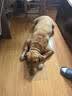 好主人金毛拉布拉多成犬专用狗粮全价中大型犬专用粮2.5kg 实拍图