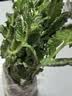 迷迭香苗盆栽可食用驱蚊植物香草薄荷苗绿植物室内煎牛排水培花卉 小盆食用薄荷苗约10cm高原盆土一盆 实拍图