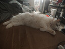 来旺兄弟宠物剃毛器猫咪剃脚毛器狗狗电动推子2合1宠物电推剪 实拍图
