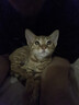 弗列加特猫粮 全价鲜肉天然粮 磷虾油美毛配方 成猫粮乳鸽味100g 实拍图