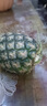 广东徐闻香水菠萝新鲜水果生鲜热带孕妇水果整箱包邮 2个装  单果650g起 实拍图
