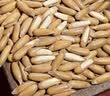 松灵手剥巴西松子250g 大颗粒开口松子仁坚果零食阿富汗当季特产 实拍图