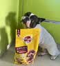 宝路狗粮 成犬狗粮中大中小型犬 全价狗粮牛肉味1.8kg 实拍图