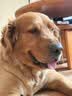 皇家狗粮老年成犬狗粮犬粮宠物大型犬SGR26全价犬粮≥5岁15KG 实拍图