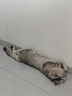 ringpu瑞普生物 瑞喵舒猫咪猫三联疫苗2针+进口狂犬锐必威1针免疫套餐狂 实拍图