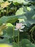 NVV深蓝色礼品袋手提袋 教师节开学中秋节礼物牛皮纸袋烟酒茶叶包装袋子 横版商务伴手礼袋5个装30*11.5*25cm 实拍图