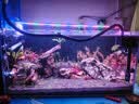 LED全光鱼缸灯同款水族箱鱼缸照明灯架水草灯增艳发色灯神灯节能 21瓦三档变光78cm（适合80-90cm鱼缸） 六排灯珠 实拍图