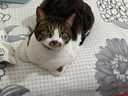 京东京造 冻干双拼全价猫粮10kg鱼肉味 全阶段成猫幼猫[新老包装随机发货] 实拍图